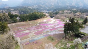 芝桜