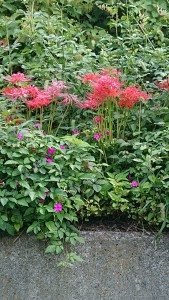 赤色曼珠沙華