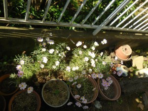 DSCN2315